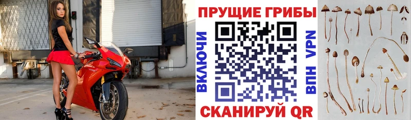 купить наркотики сайты  Горнозаводск  Галлюциногенные грибы Psilocybine cubensis 